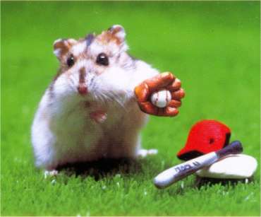Baseball