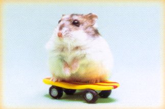 Le skate c'est super, mais � tel point que les hamsters s'y mettent aussi !