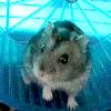 Raoul