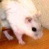 Steevie