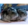 Scott et Raoul