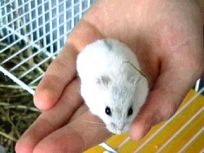 Hamster nain Perle de Sib�rie (Cl�o)