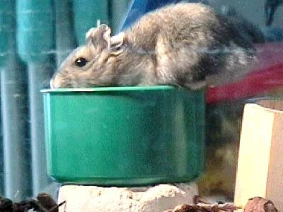 Hamster nain de Sib�rie Classique (Raoul)