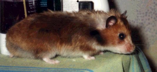 Voici Bertje un hamster tr�s sympathique
