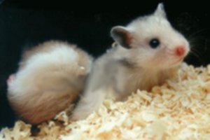 Un jeune hamster dor�. N'est-il pas mignon ?