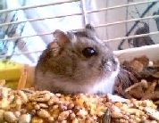 Raoul grignotant son kraker
