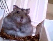 Scott dans sa cage