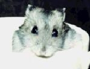 Simbouille