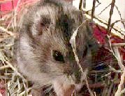 Il se r�gale d'une cacahouette