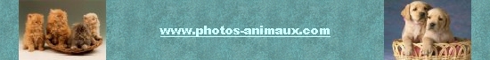 Photos-animaux.com
