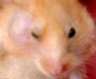Ce hamster a un abc�s pr�s de l'oeil