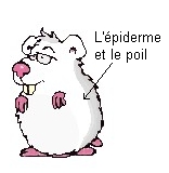L'�piderme et le poil