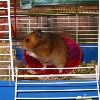 Gontran
