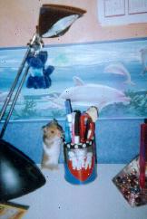 Canelle, un joli hamster