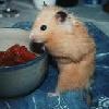 «Miam les fraises !!!»