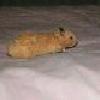 Une promenade sur le lit