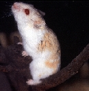 Hamster nain de Campbell albinos au dos roux
