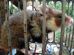 Le hamster des champs