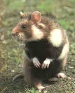 Le hamster des champs