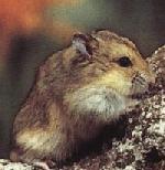 Hamster nain de Campbell classique