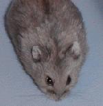 Hamster nain Blue Campbell