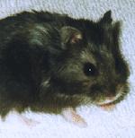 Hamster nain de Campbell noir
