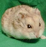Hamster nain de Campbell beige