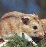 Hamster nain de chine