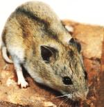 Hamster nain de chine