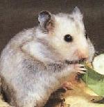 Hamster dor� satin gris argent�