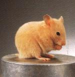 Hamster dor� cr�me