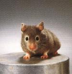 Hamster dor� gris-fauve