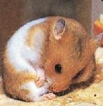 Hamster dor� cr�me � bande blanche