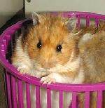 Hamster dor� classique