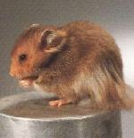 Hamster dor� Teddy