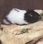 Hamster dor� pie ou arlequin