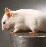 Hamster dor� albinos