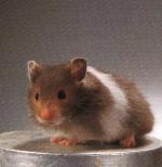 Hamster dor� panda