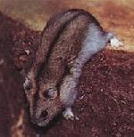 Hamster nain de Dzoungarie classique