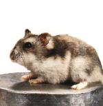 Hamster nain de Dzoungarie classique