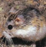 Hamster nain de Roborowski tachet� de noir sur le dos