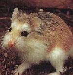 Hamster nain de Roborowski classique