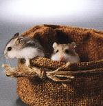 Hamsters nains de Roborowski
