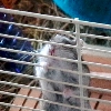 Raoul