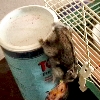 Raoul