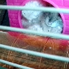 Raoul