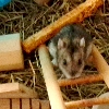 Raoul