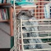 Raoul