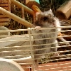 Raoul