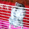 Raoul
